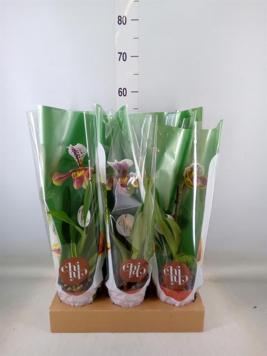 <h4>Paphiopedilum  'Amerikaanse hybrid'</h4>