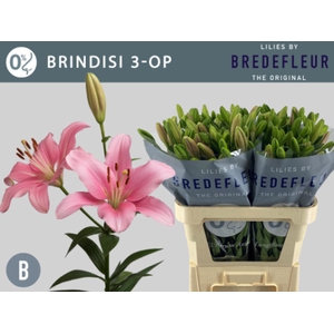 Li La Brindisi 3+ Bredefleur