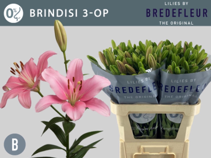 <h4>Li La Brindisi 3+ Bredefleur</h4>
