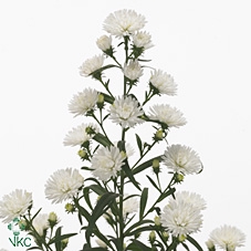 <h4>Aster Pretty Wendy</h4>