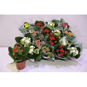 arr8 Kal Ge Ro Gem 6 Kl