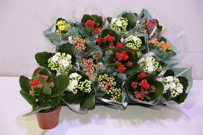 <h4>arr8 Kal Ge Ro Gem 6 Kl</h4>