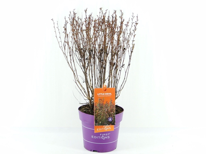 <h4>Physocarpus op. Little Devil (First Editions®)</h4>