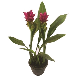 CURCUMA SIAM SHADOW P15