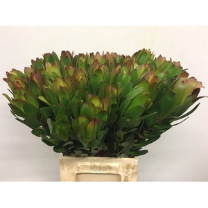 Leucad Gold Strike Super