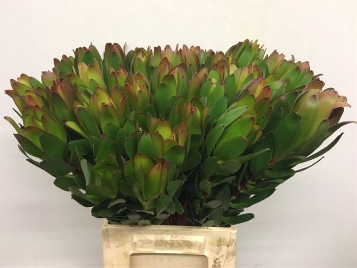 <h4>Leucad Gold Strike Super</h4>