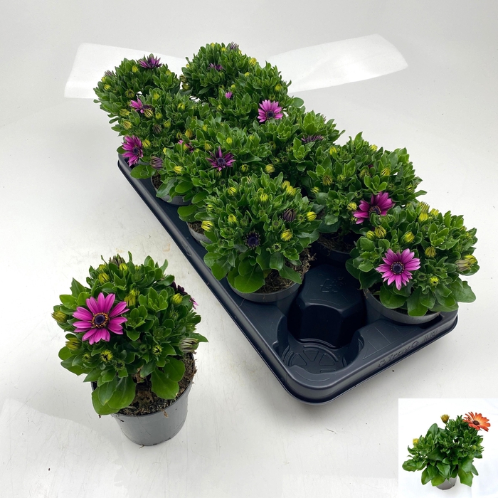 <h4>OSTEO SUNNY CAMBRIA</h4>