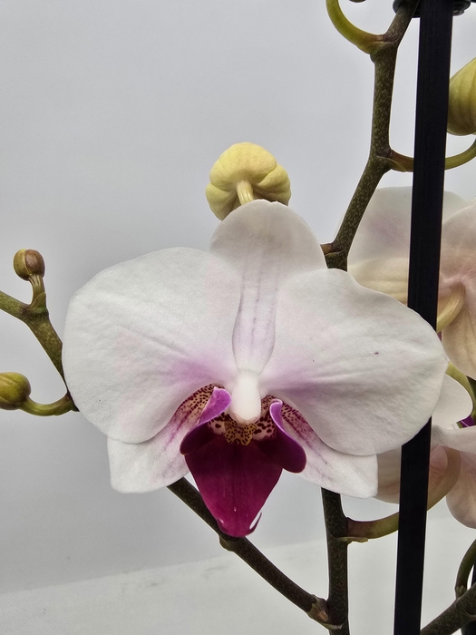 <h4>Limited 43 week 10</h4>