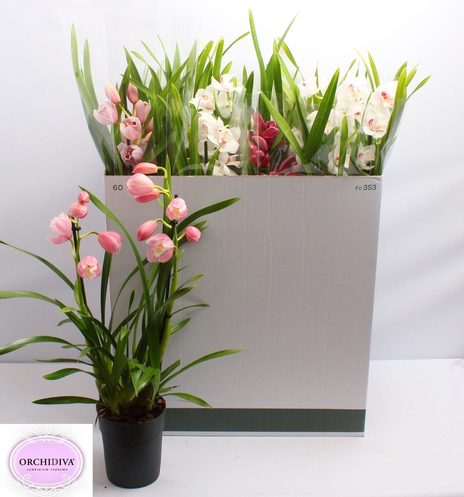 <h4>CYMB GEMENGD</h4>