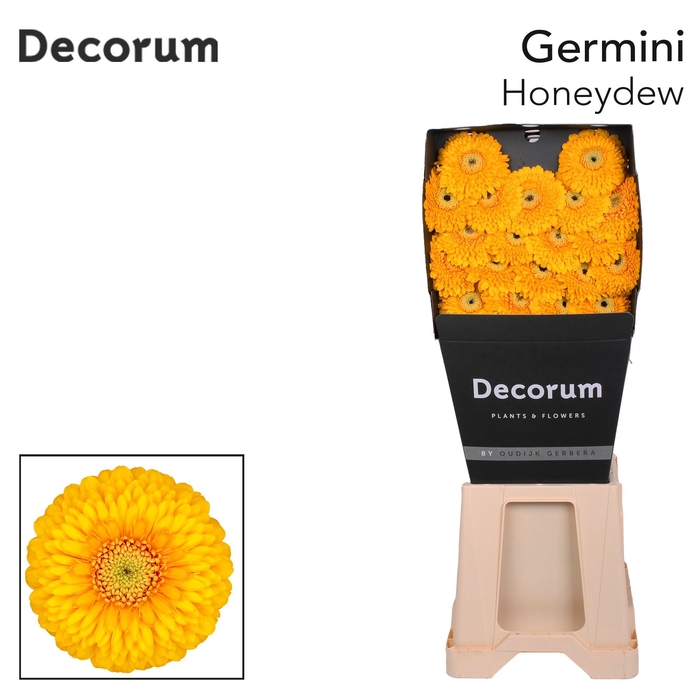 <h4>Germini Pomponi Honeydew Diamond</h4>