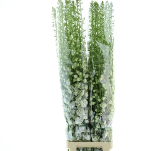 Delphinium Aurora White Super