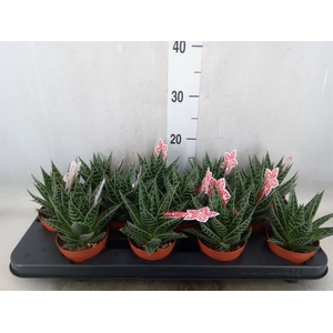 Aloe aristata 'Tiki Tahi'