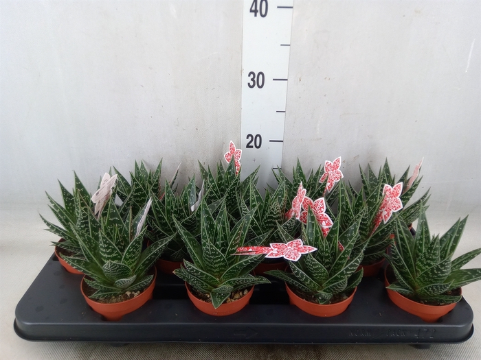 <h4>Aloe aristata 'Tiki Tahi'</h4>