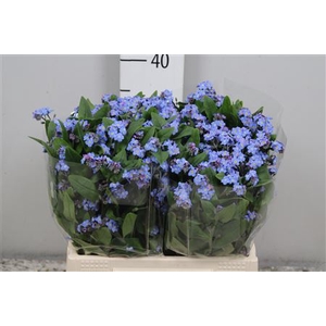 Myos Blauw Atlantis