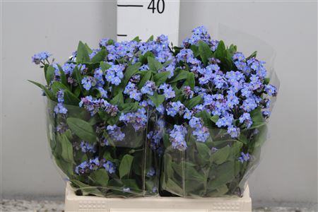 Myos Blauw Atlantis