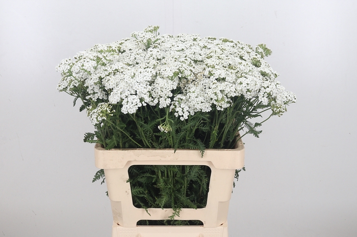 Achillea White Beauty