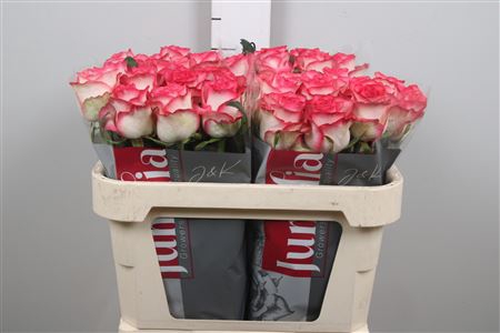 <h4>R Gr Jumilia</h4>