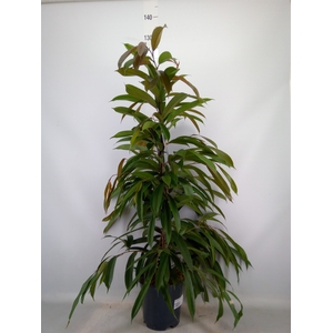 Ficus binn. 'Amstel King'