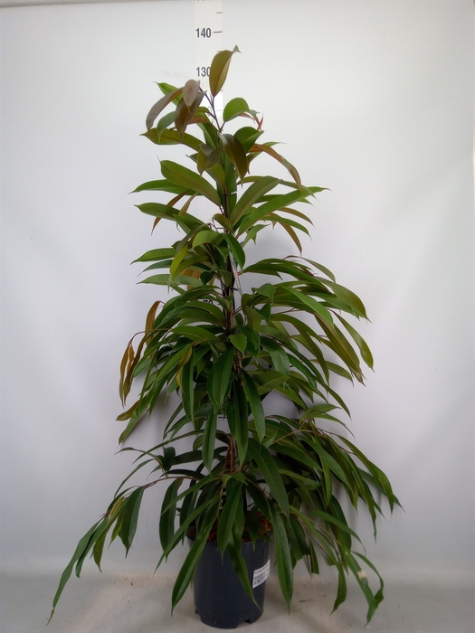 <h4>Ficus binn. 'Amstel King'</h4>