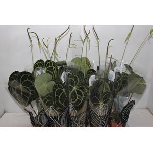 ANTH CLARINERVIUM P12