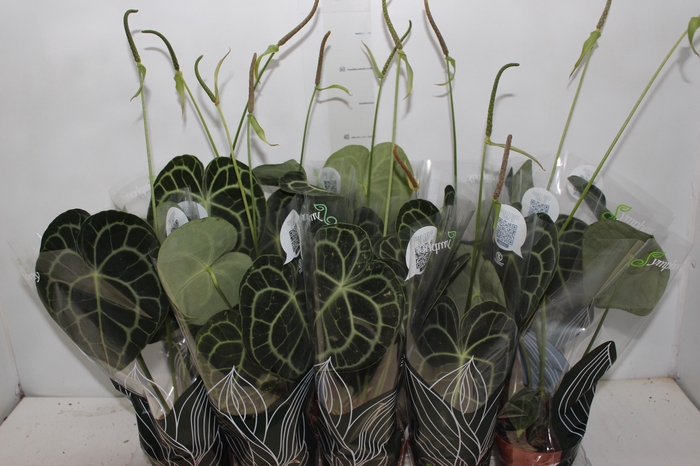 <h4>ANTH CLARINERVIUM P12</h4>