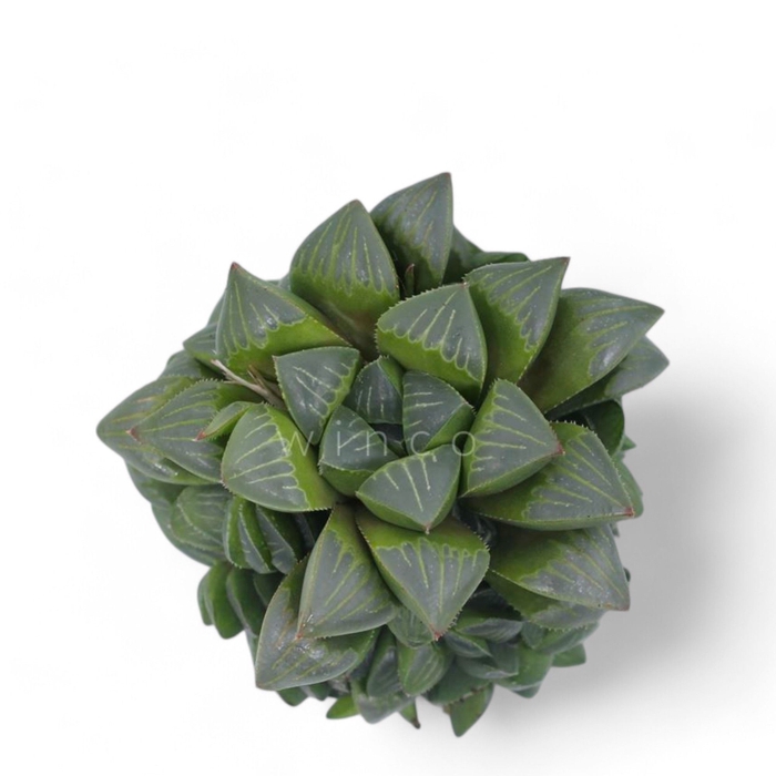 <h4>Haworthia Retusa Cutflower Wincx-8cm</h4>