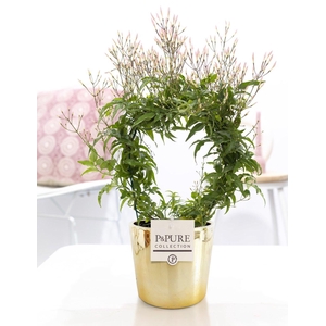 Jasminum Poly. ( 200+ knop) in P&PURE Laryssa shiny gold ceramic