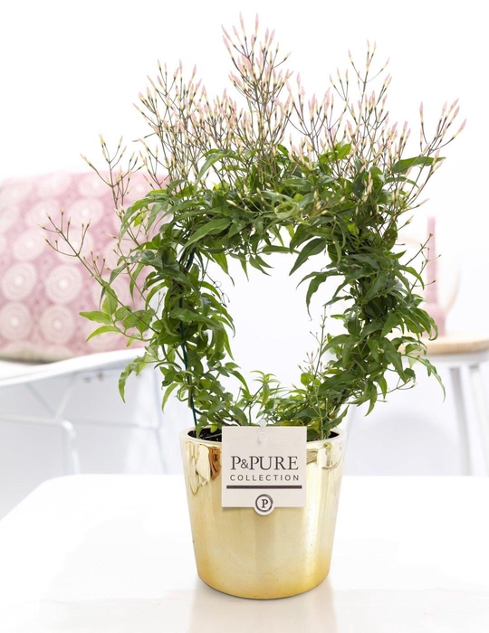 <h4>Jasminum Poly. ( 200+ knop) in P&PURE Laryssa shiny gold ceramic</h4>