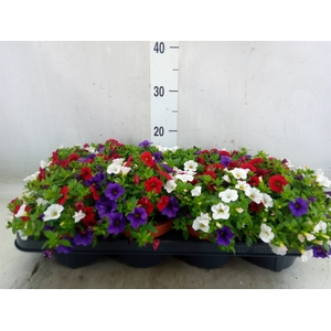 Calibrachoa  'Cabaret MM Cafe Pari'