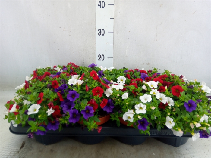 <h4>Calibrachoa  'Cabaret MM Cafe Pari'</h4>