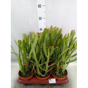 Euphorbia   ...
