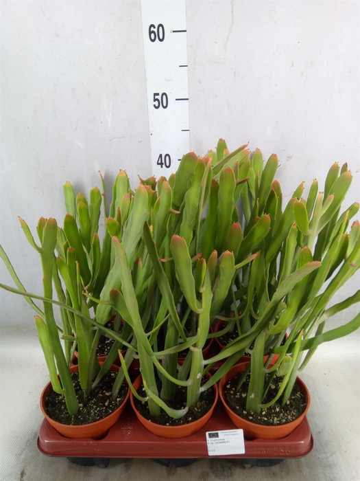 <h4>Euphorbia   ...</h4>