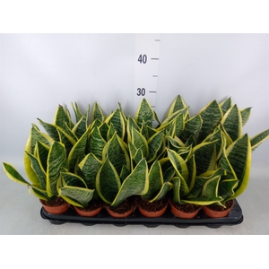 Sansevieria trifa. 'Futura Superba'