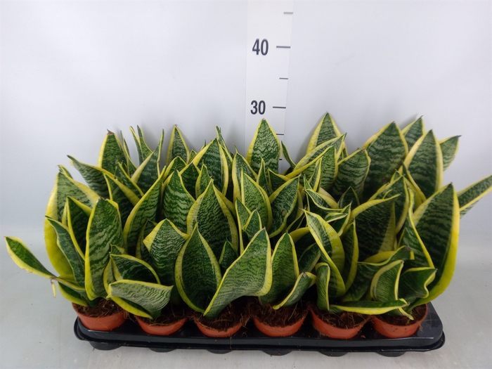 <h4>Sansevieria trifa. 'Futura Superba'</h4>