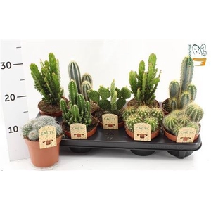 Cactus gemengd