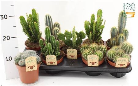 <h4>Cactus gemengd</h4>