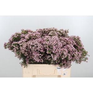 Chame Un Jupiter Sol