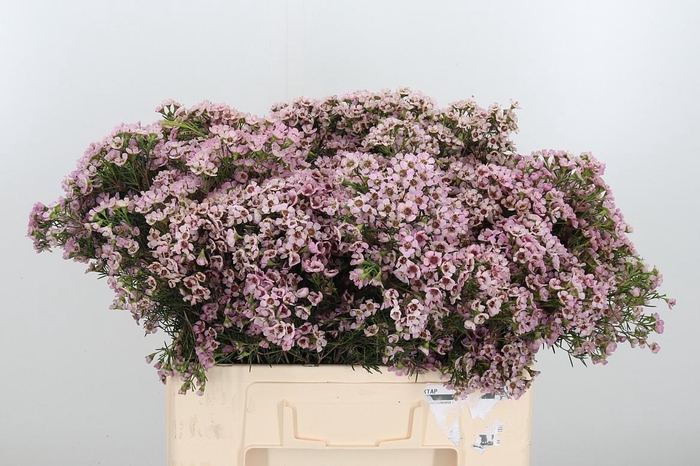 <h4>Chame Un Jupiter Sol</h4>