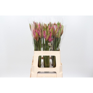 Amarine Smilla
