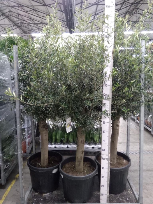 <h4>Olea europaea</h4>