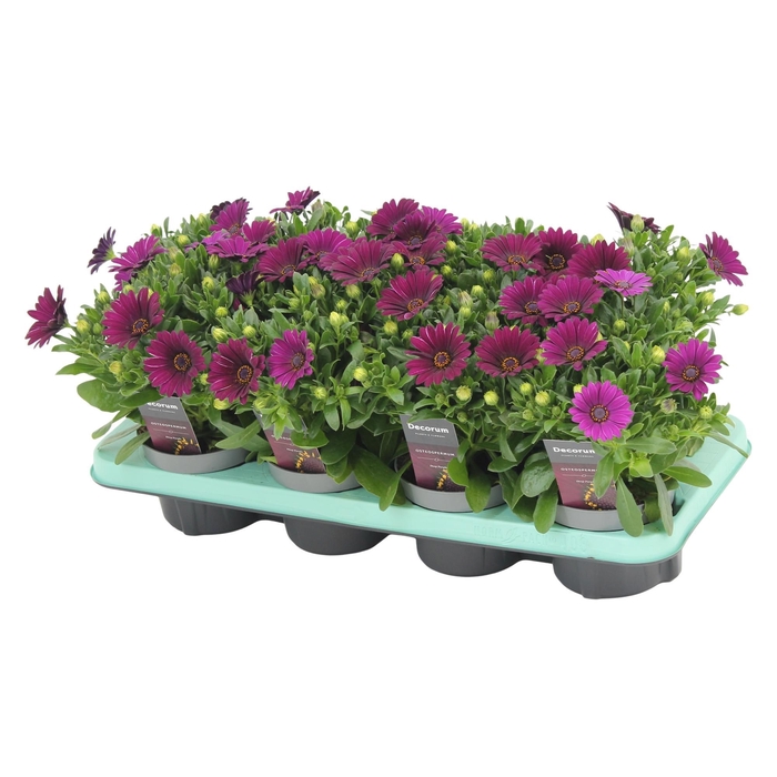 <h4>Osteospermum Deep Purple Decorum</h4>