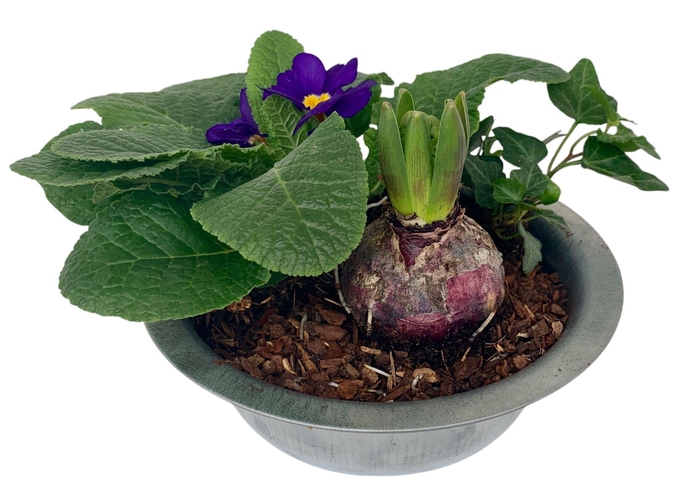 <h4>Primula zinken schaal hyac hedra 338</h4>