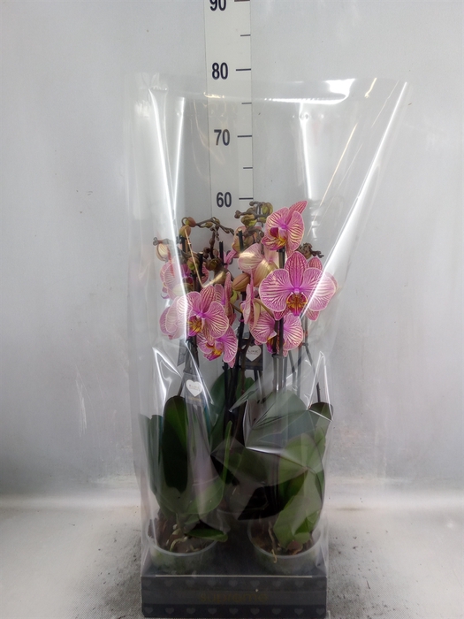 <h4>Phalaenopsis  'Jupiter'</h4>