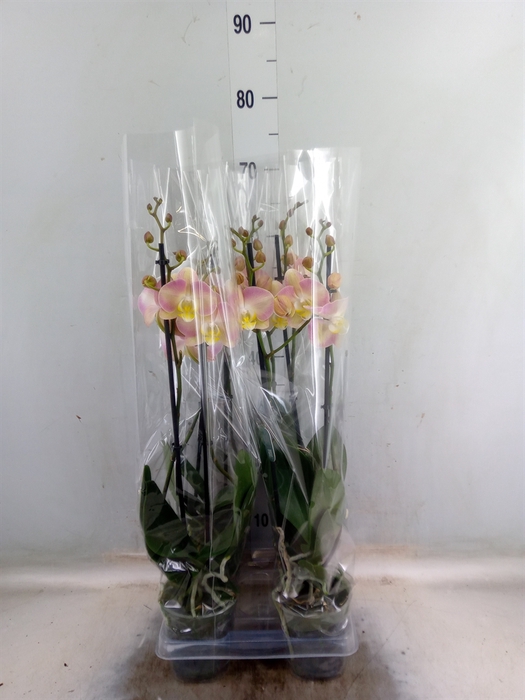 <h4>Phalaenopsis   ...rose</h4>