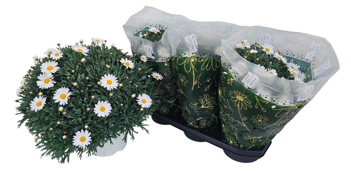 <h4>ARG STELLA 2000</h4>