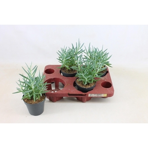 Senecio Mount Everest 12cm