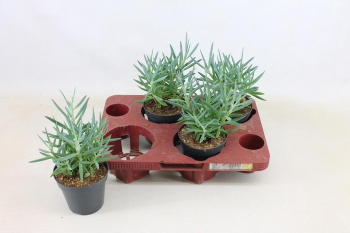 <h4>Senecio Mount Everest 12cm</h4>