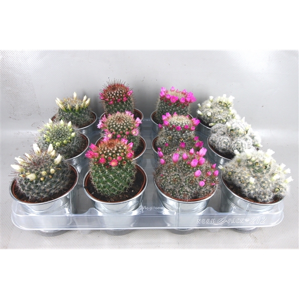 <h4>387 Zink Bloeiende cactus 8,5 cm</h4>