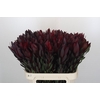 Leucadendron Saf Sunset Dark R.