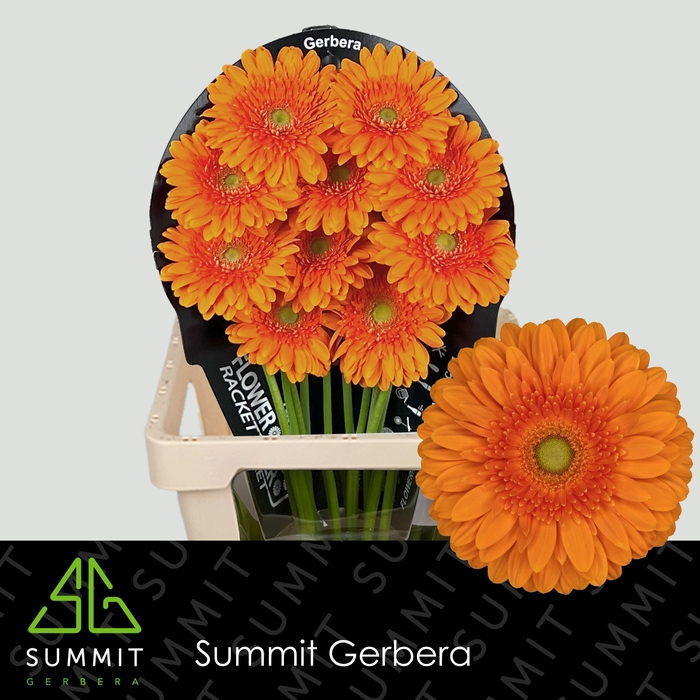 <h4>Gerbera Eureka Flowerracket</h4>